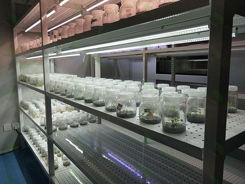 鄂尔多斯植物组织培养实验室设计建设方案
